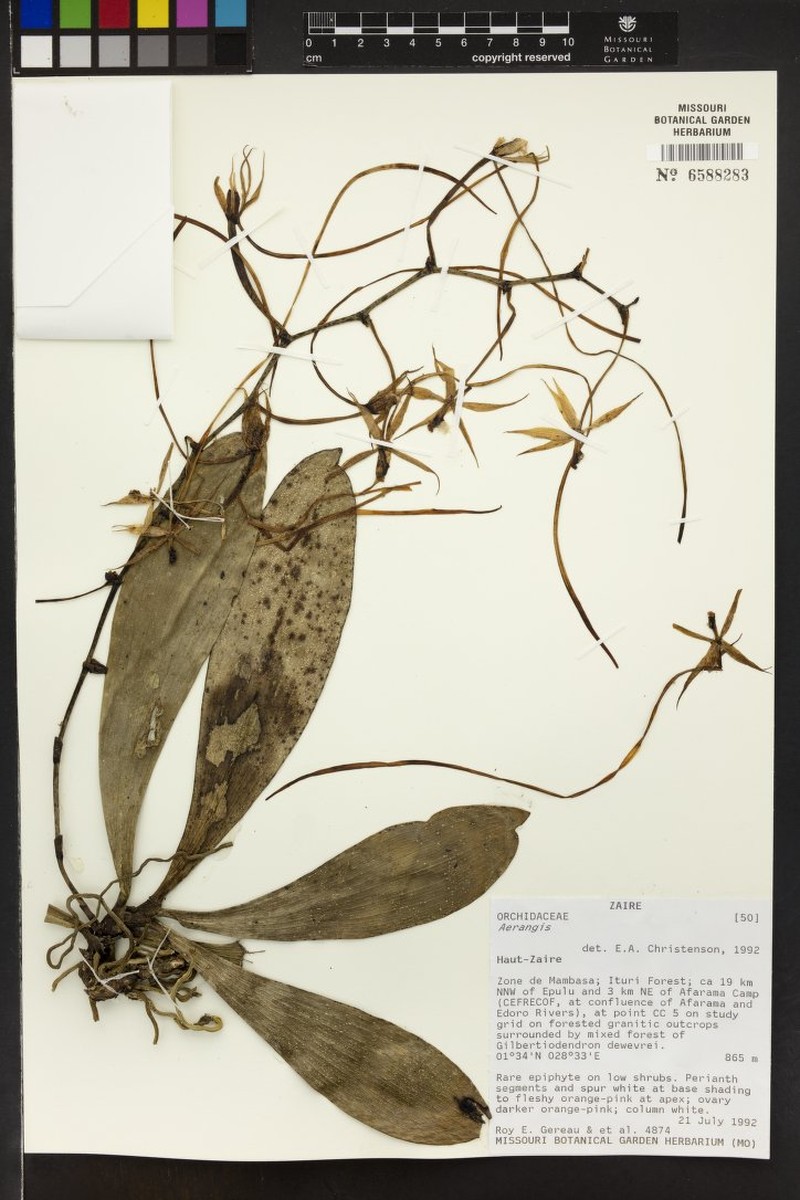 Aerangis stelligera photo 3