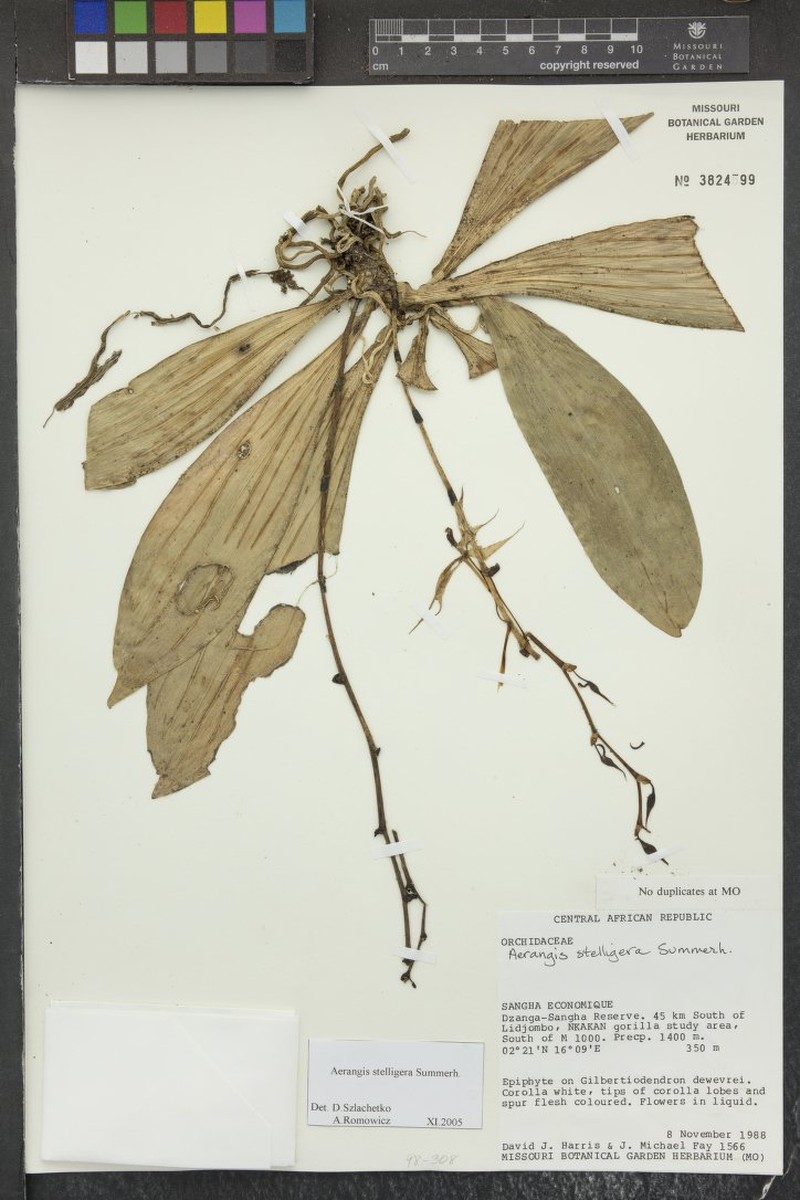 Aerangis stelligera photo 4
