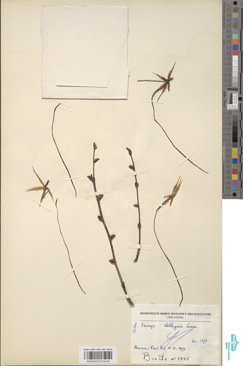 Aerangis stelligera photo 5