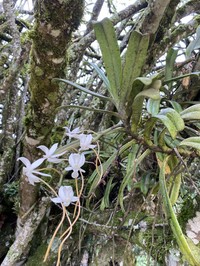 Aerangis thomsonii