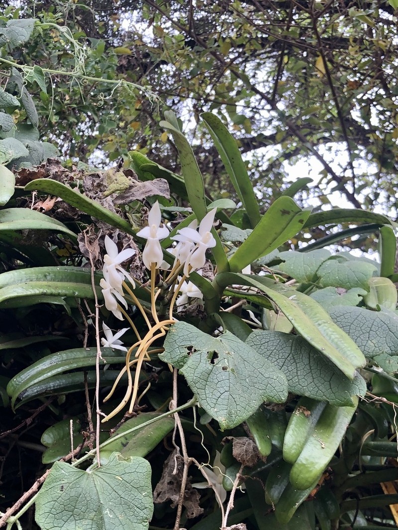 Aerangis thomsonii photo 3