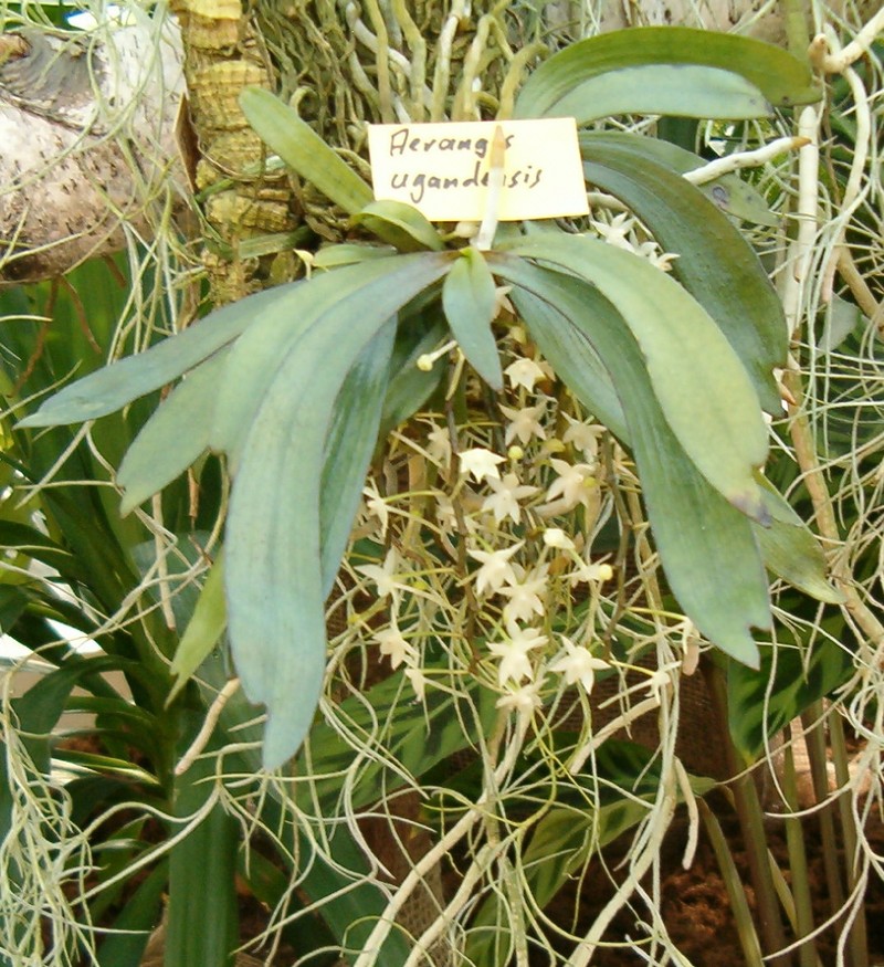 Aerangis ugandensis
