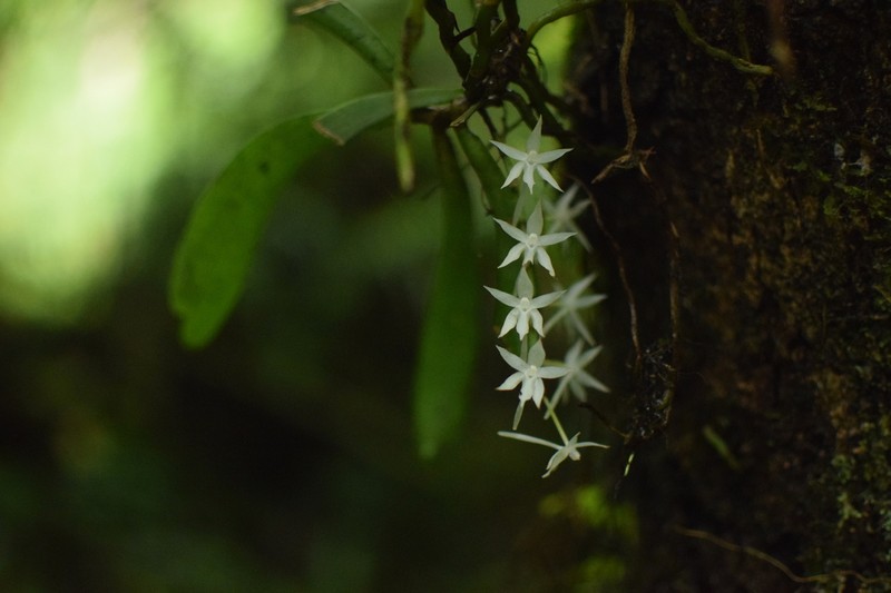 Aerangis ugandensis photo 2