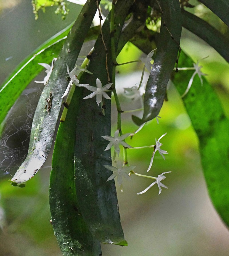 Aerangis ugandensis photo 4