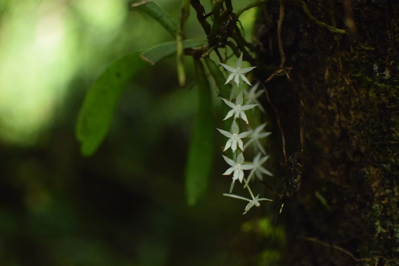 Aerangis ugandensis photo 5