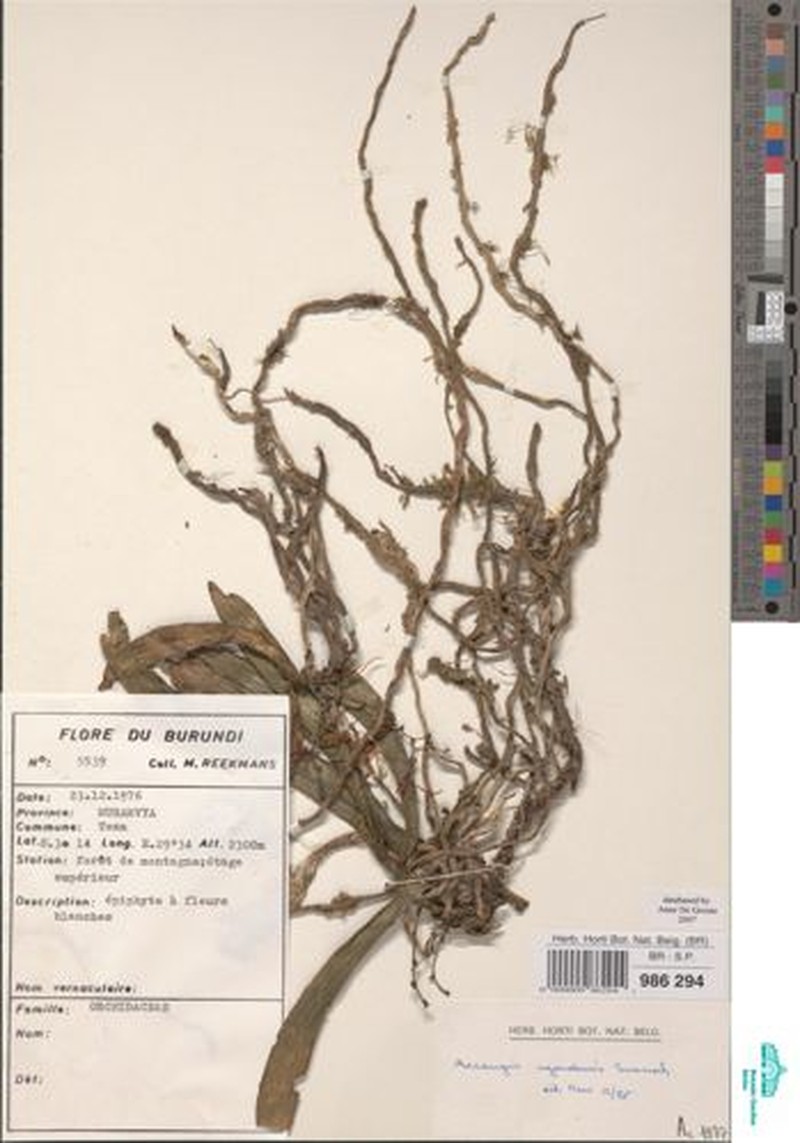 Aerangis ugandensis photo 8