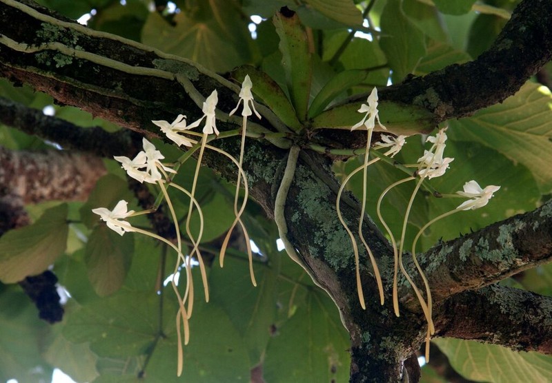 Aerangis verdickii