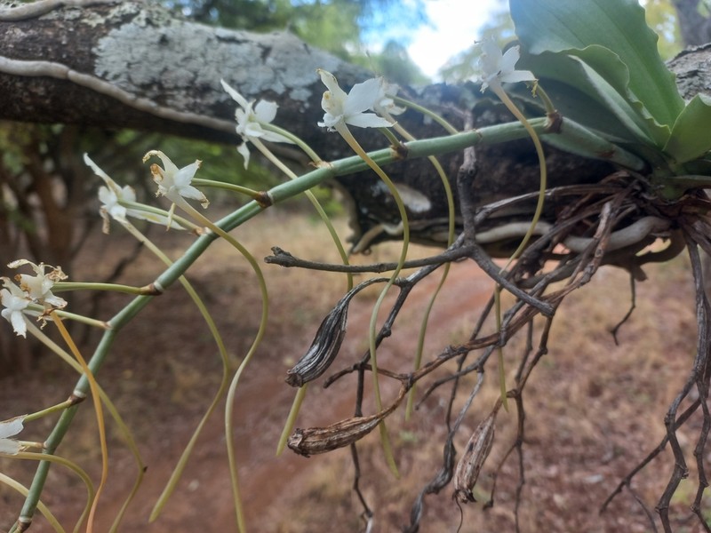 Aerangis verdickii photo 3