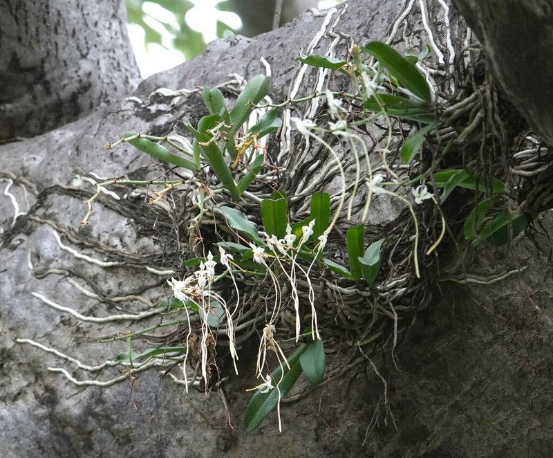 Aerangis verdickii photo 6