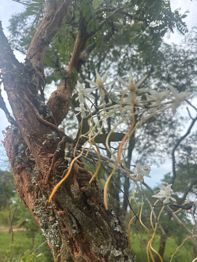 Aerangis verdickii photo 8