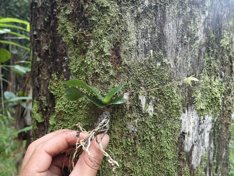 Aeranthes adenopoda