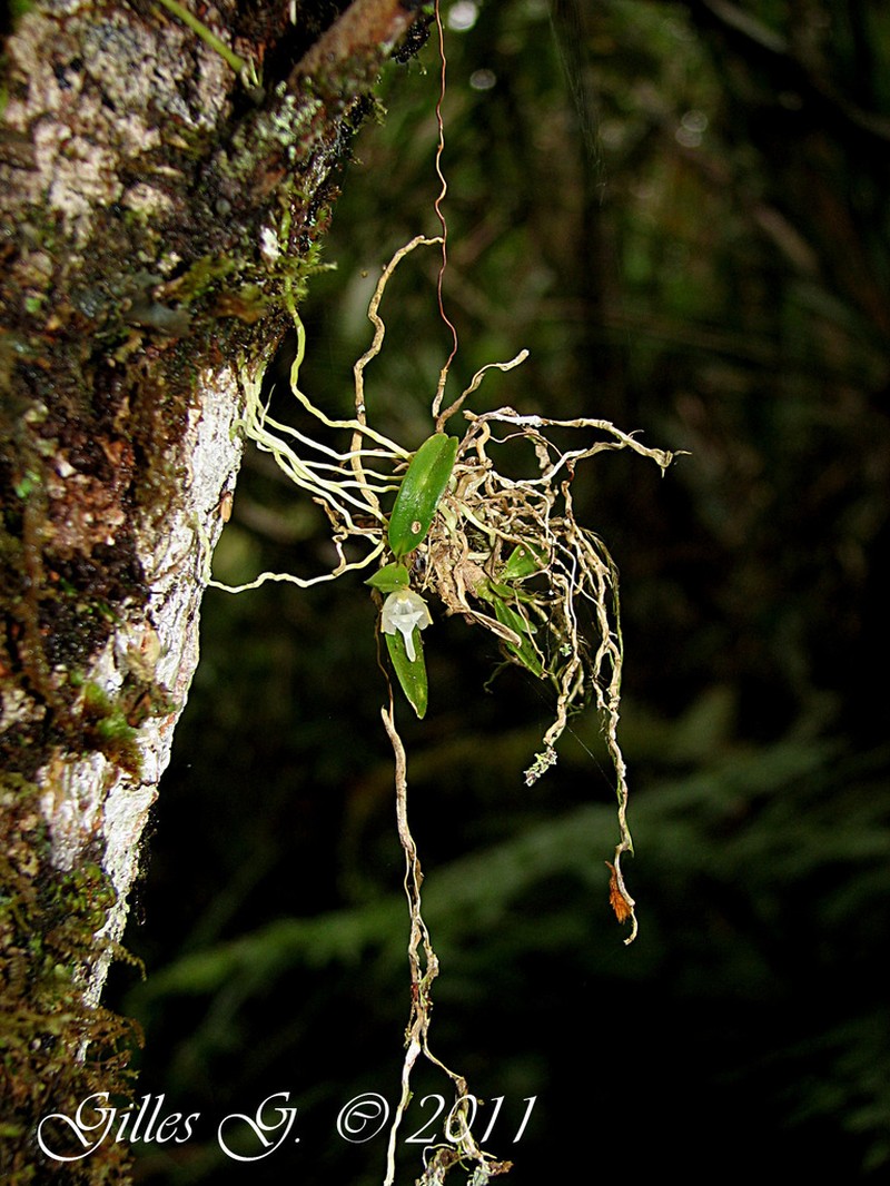 Aeranthes adenopoda photo 2
