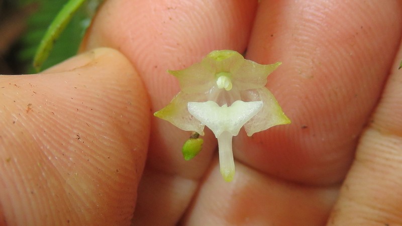 Aeranthes adenopoda photo 3
