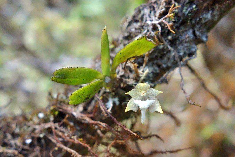 Aeranthes adenopoda photo 4
