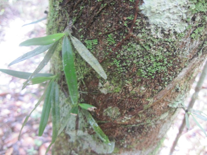 Aeranthes adenopoda photo 6