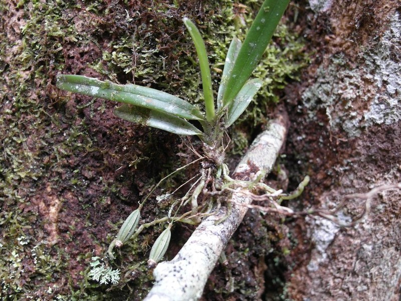 Aeranthes adenopoda photo 7