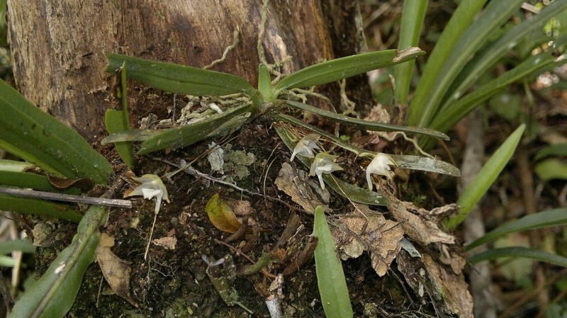 Aeranthes adenopoda photo 8