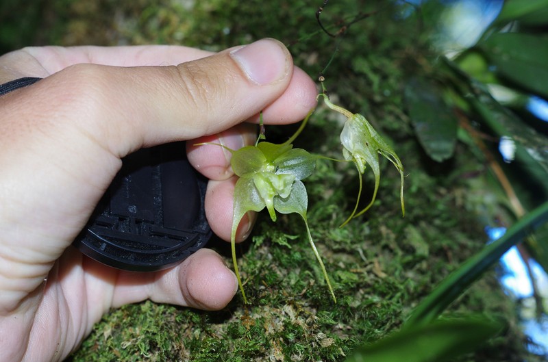 Aeranthes aemula