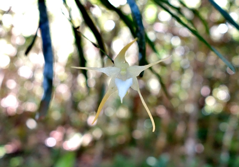 Aeranthes aemula photo 2