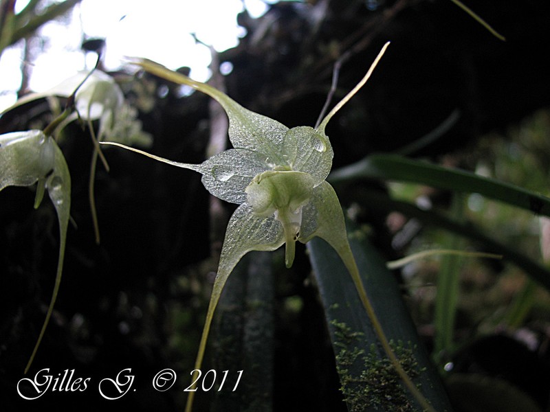 Aeranthes aemula photo 3