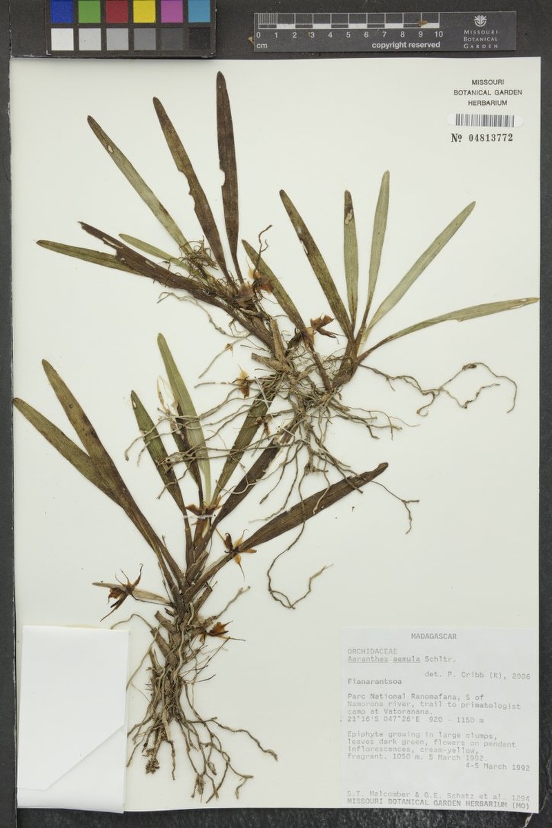 Aeranthes aemula photo 5