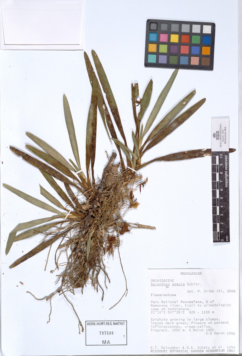 Aeranthes aemula photo 6