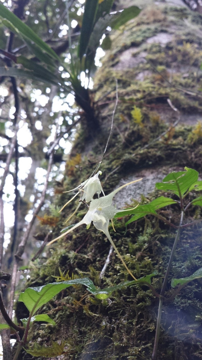 Aeranthes albidiflora