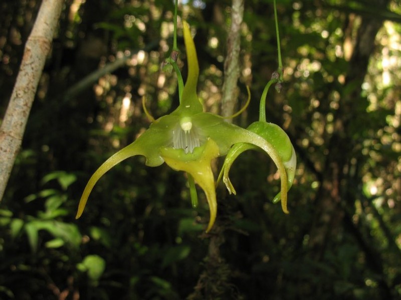 Aeranthes angustidens