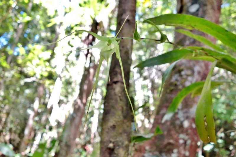 Aeranthes antennophora photo 2