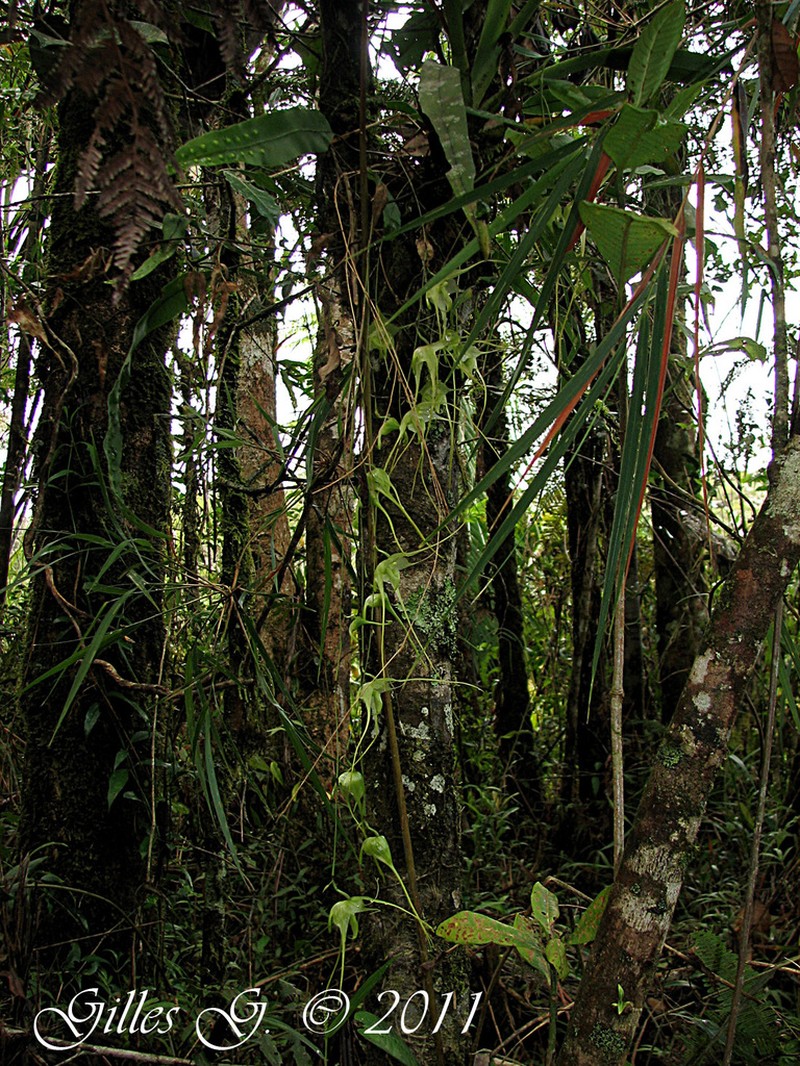 Aeranthes antennophora photo 3