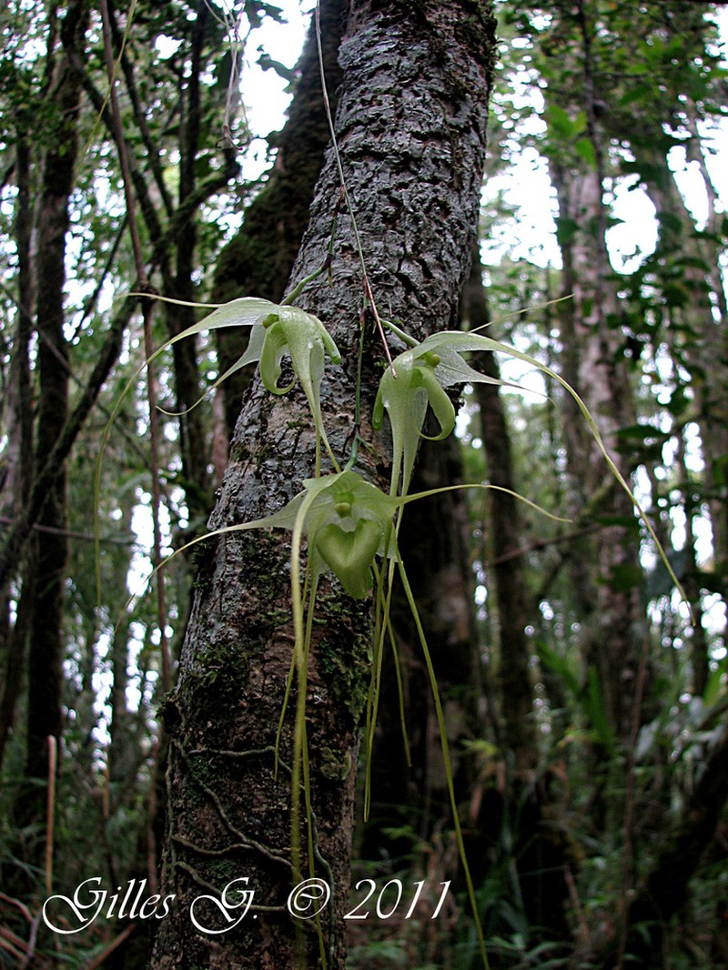 Aeranthes antennophora photo 4