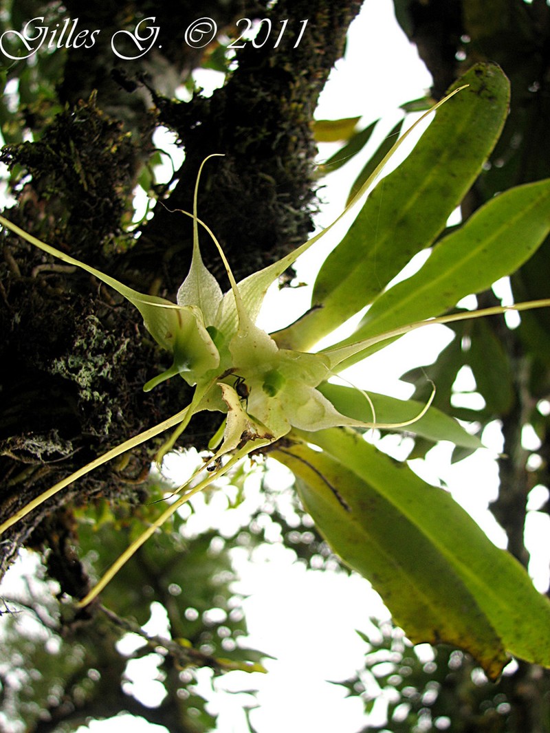 Aeranthes antennophora photo 5