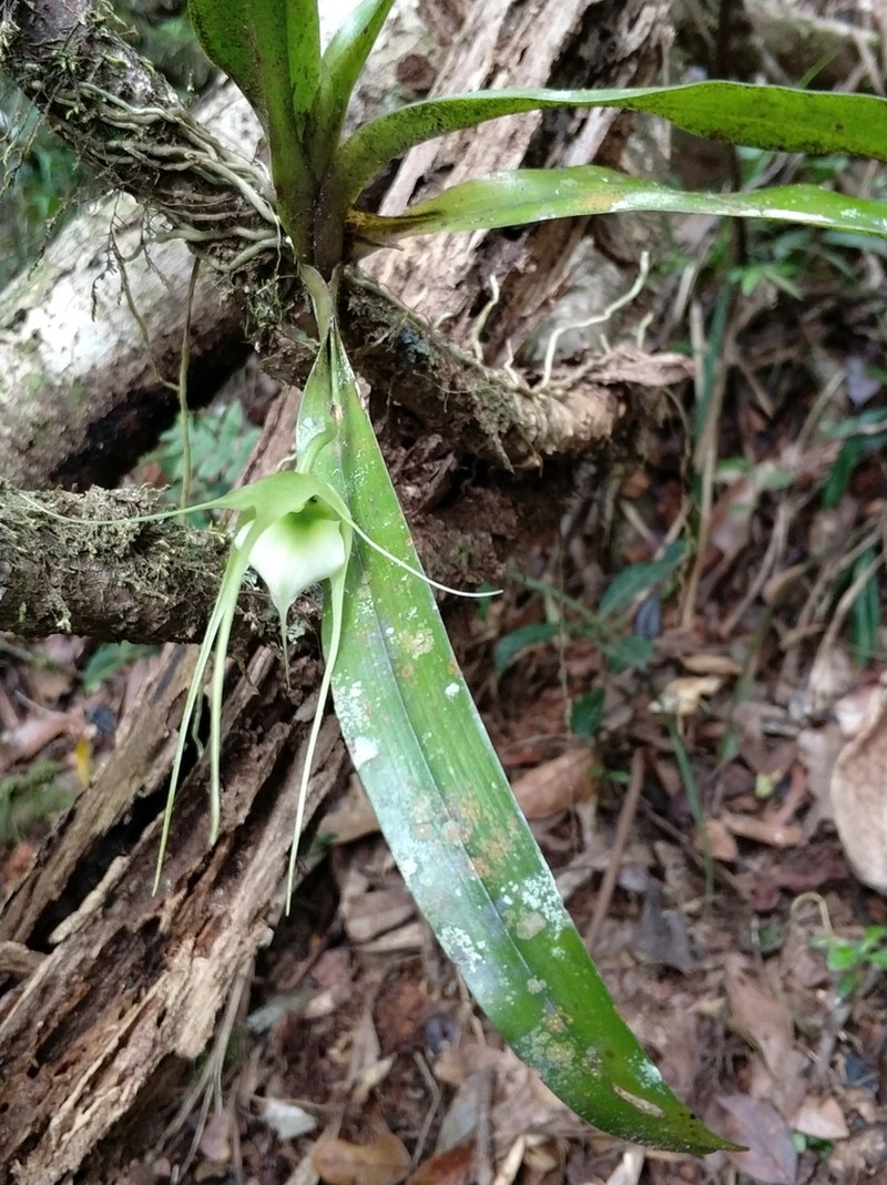 Aeranthes antennophora photo 6