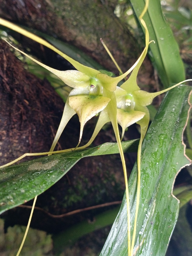 Aeranthes antennophora photo 7
