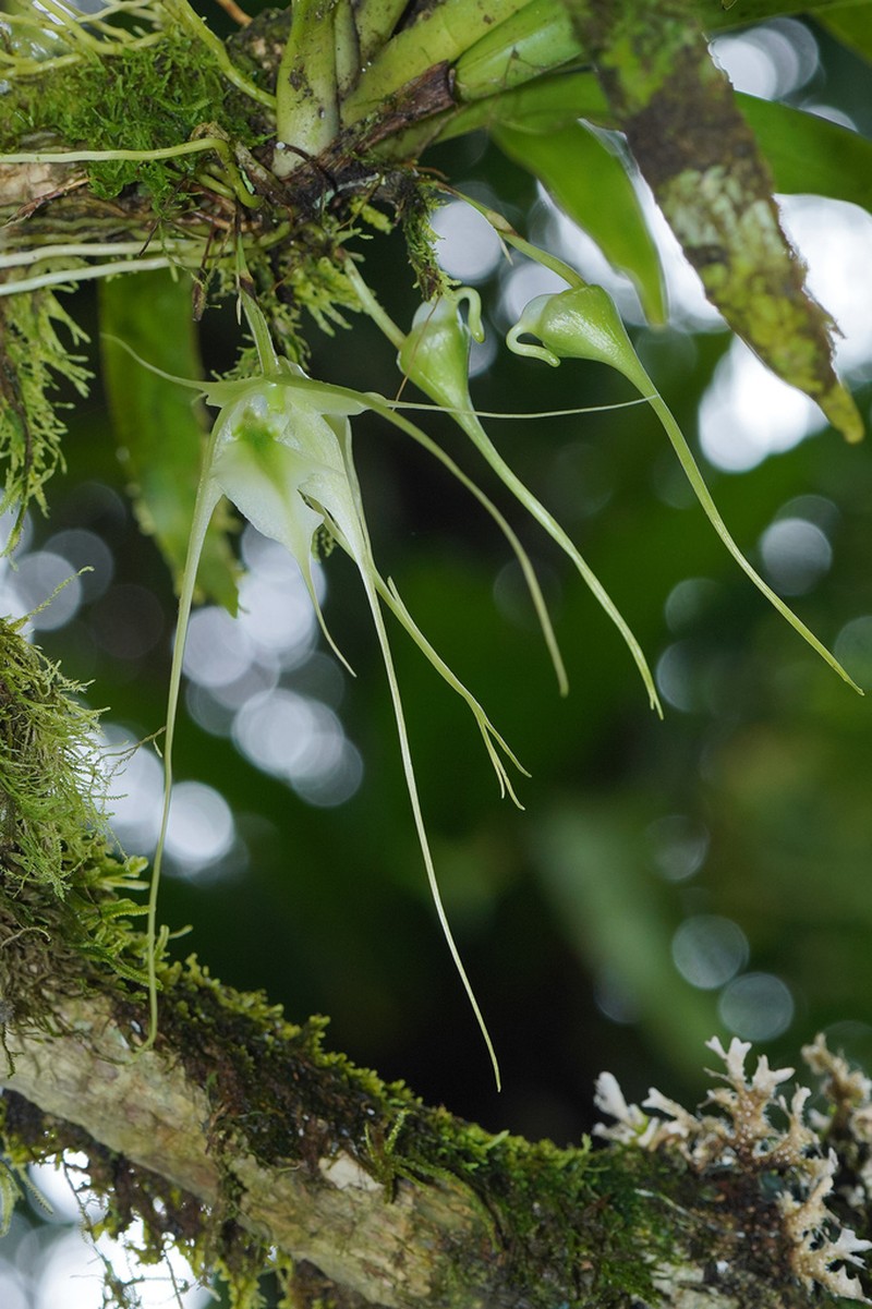 Aeranthes antennophora photo 8