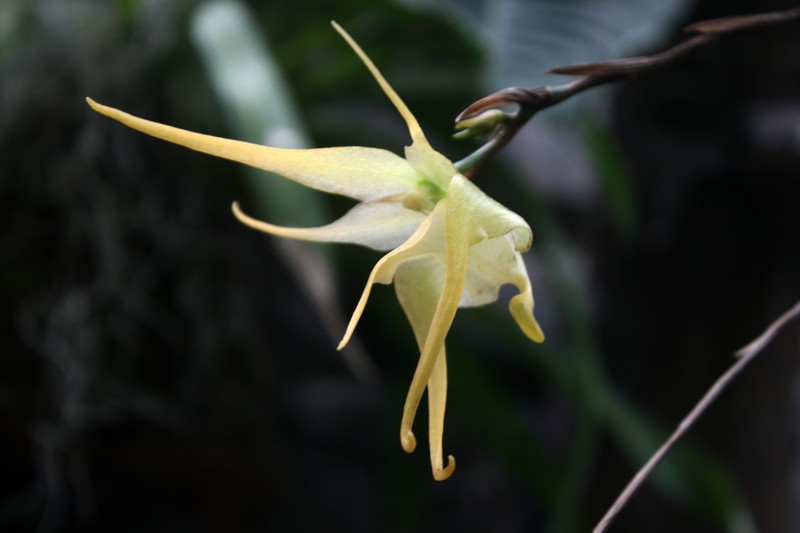 Aeranthes arachnites