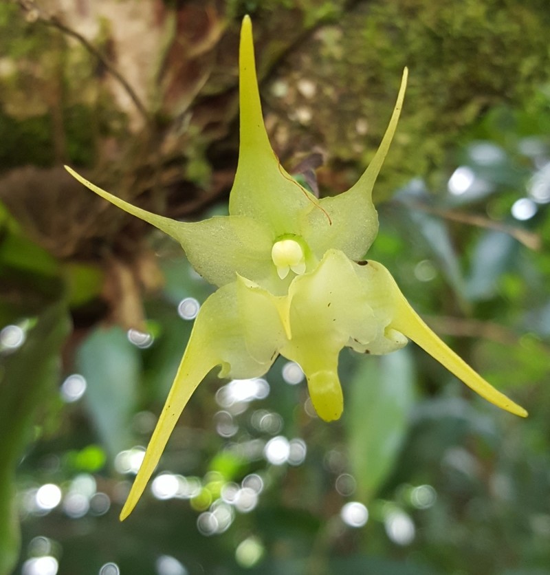 Aeranthes arachnites photo 2