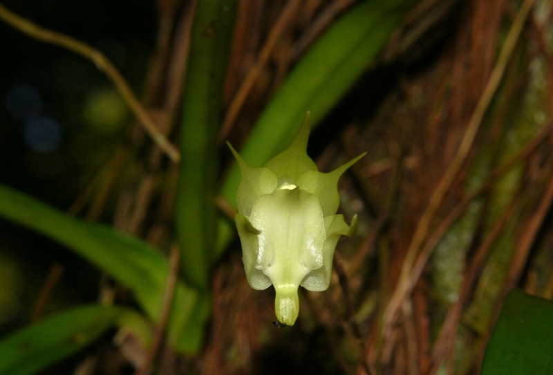 Aeranthes arachnites photo 3
