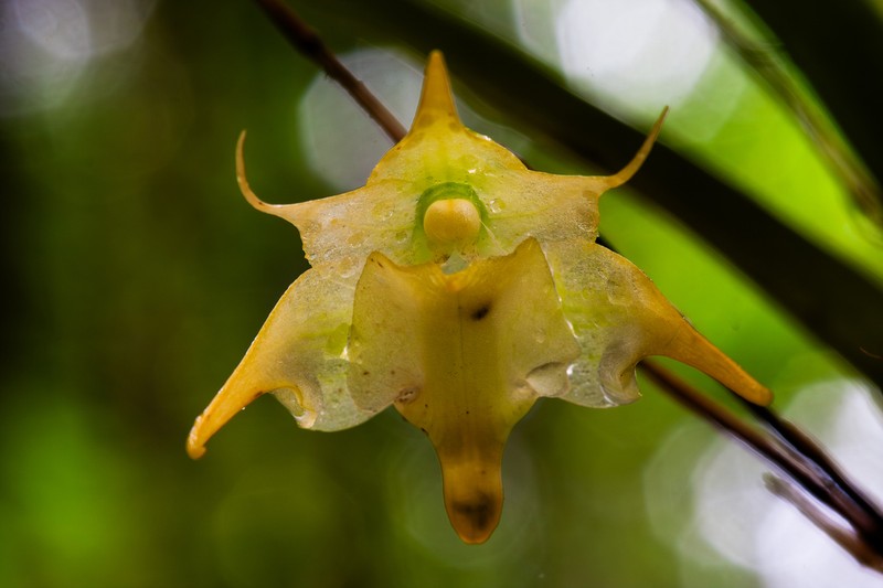 Aeranthes arachnites photo 4