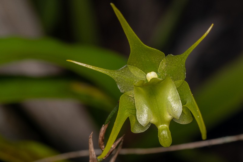 Aeranthes arachnites photo 5