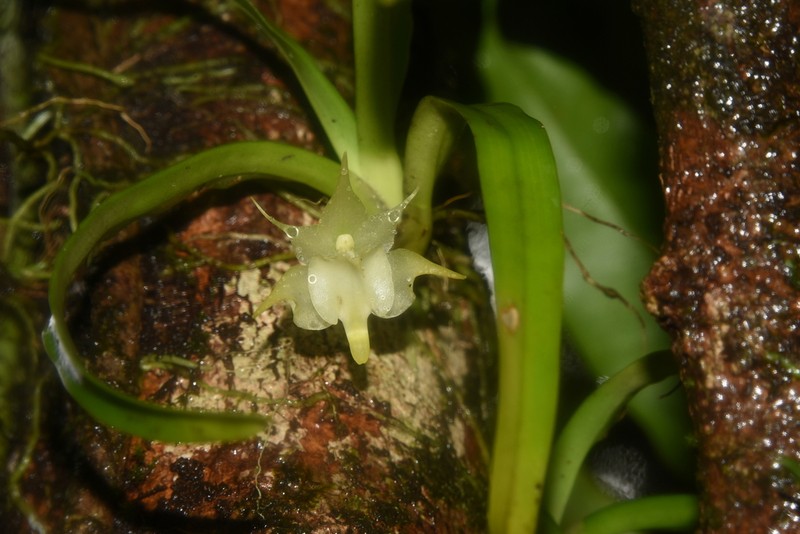 Aeranthes arachnites photo 6