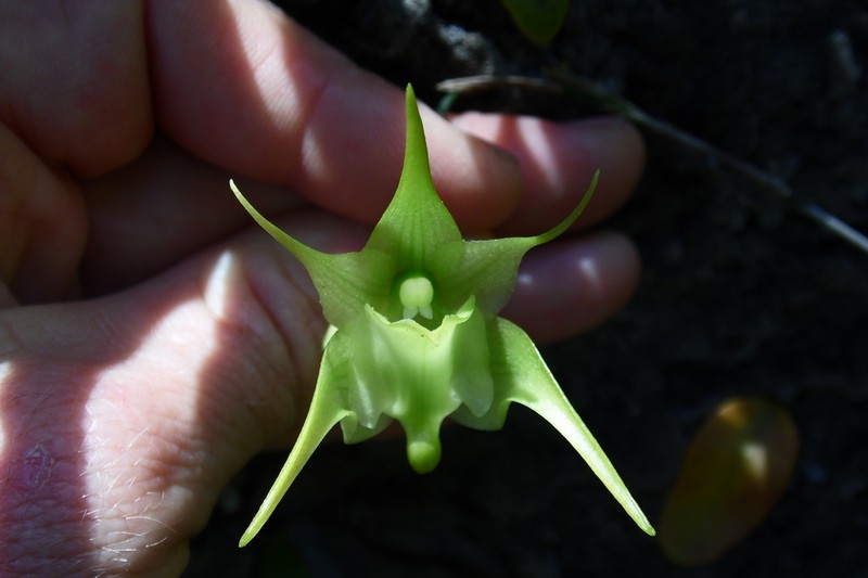 Aeranthes arachnites photo 7