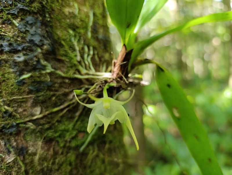Aeranthes arachnites photo 8