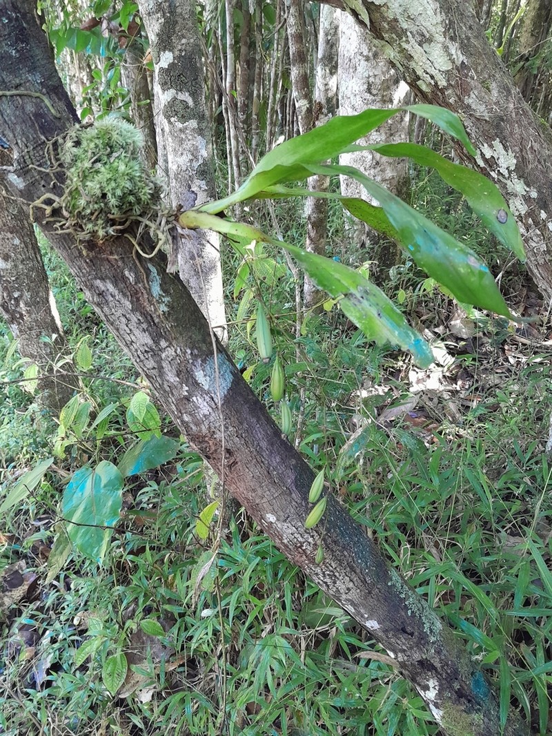 Aeranthes caudata