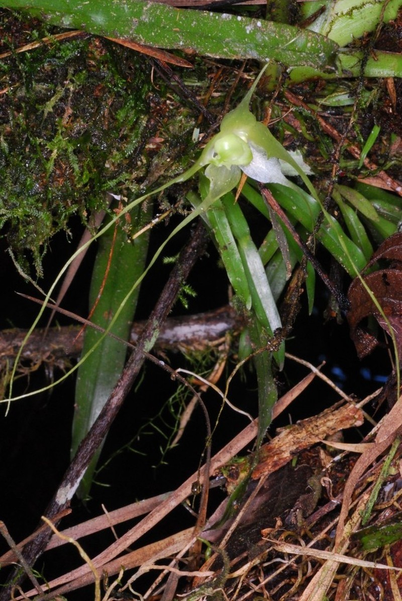 Aeranthes caudata photo 2