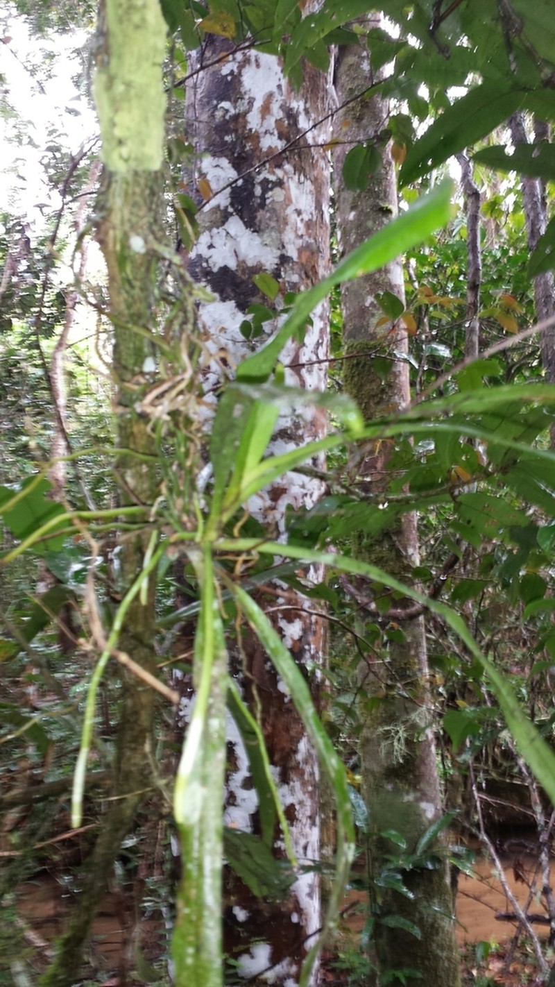 Aeranthes caudata photo 3