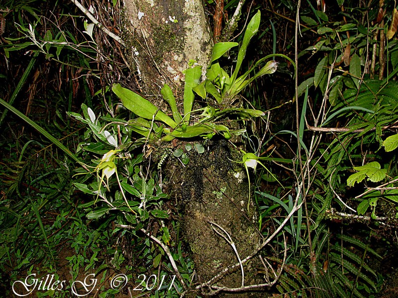 Aeranthes caudata photo 4