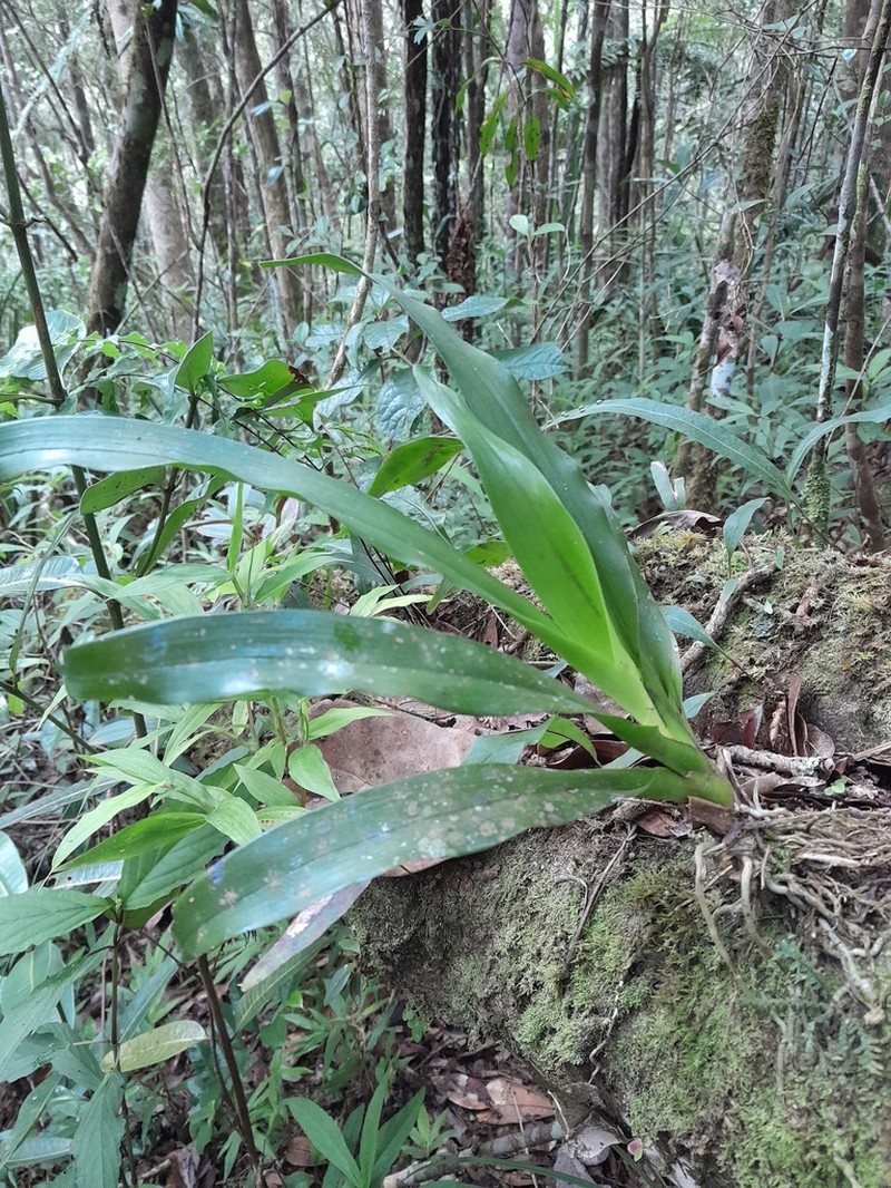 Aeranthes caudata photo 5