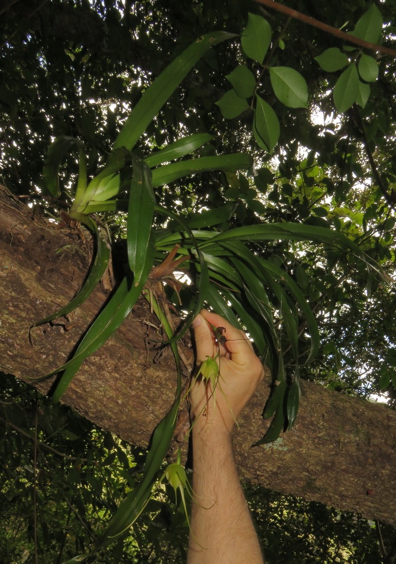 Aeranthes caudata photo 7