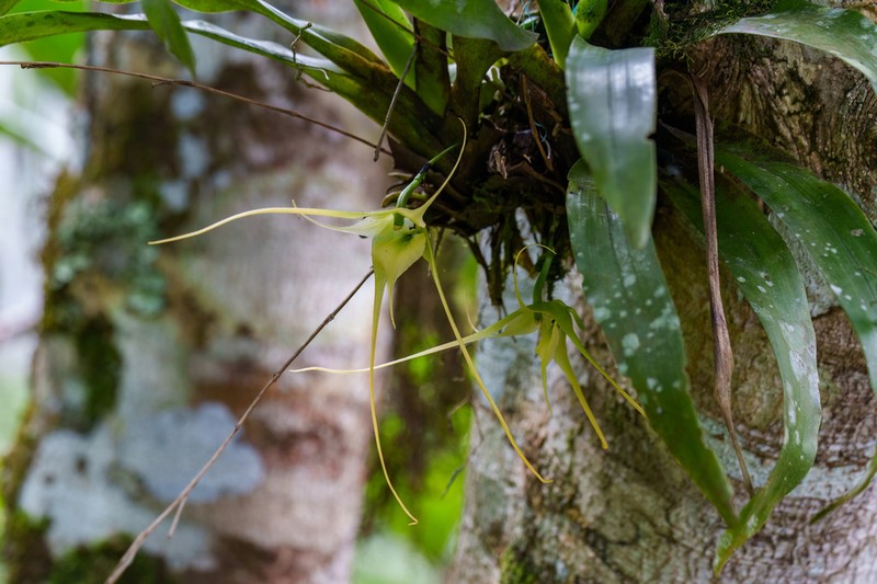 Aeranthes caudata photo 8